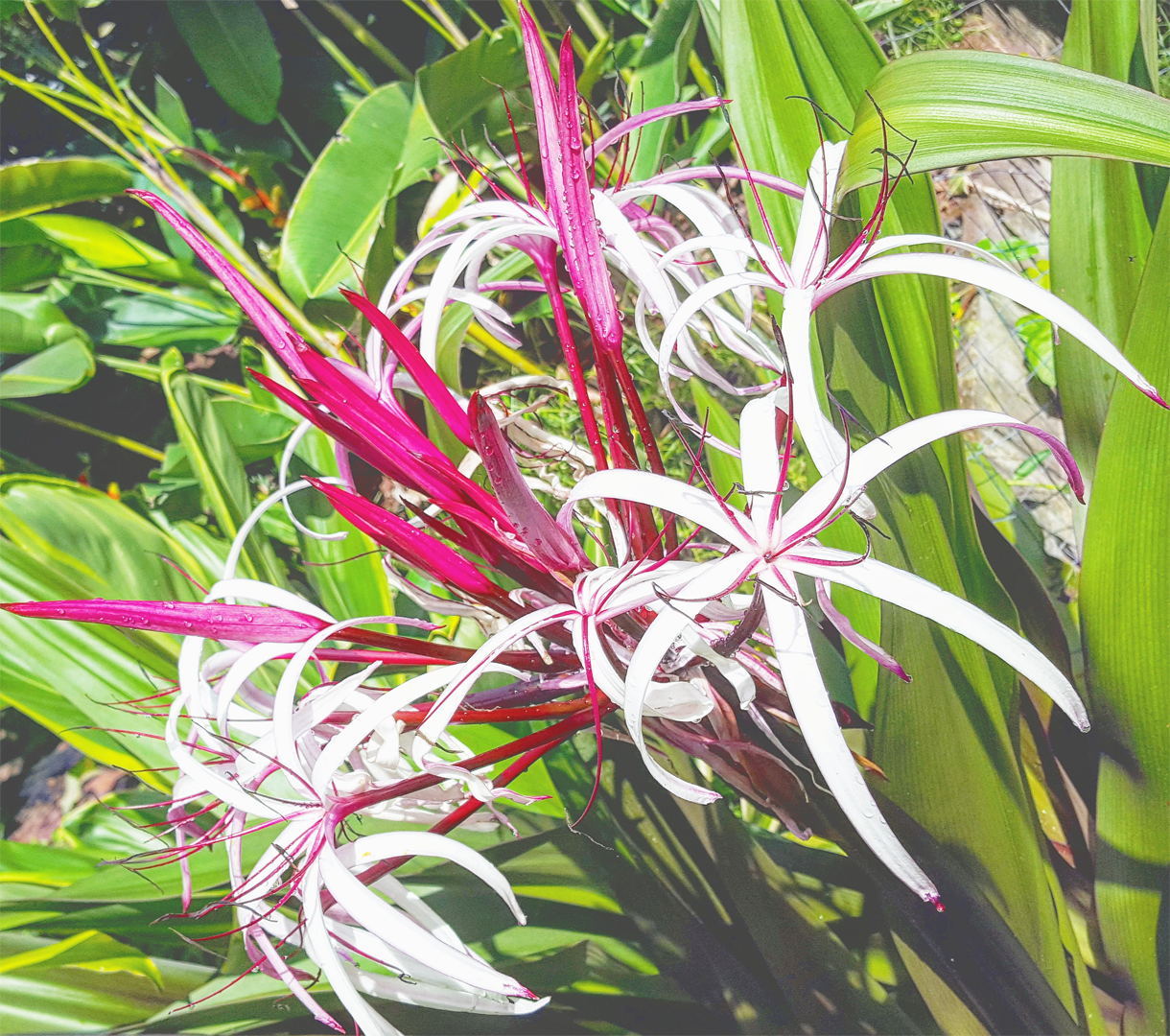 Tropical coffee berries