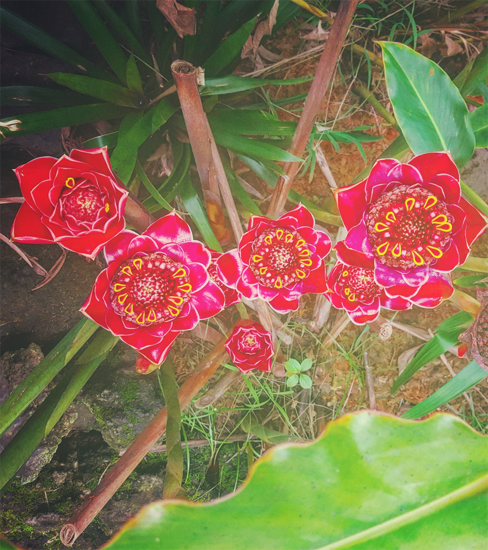Tropical red ginger
