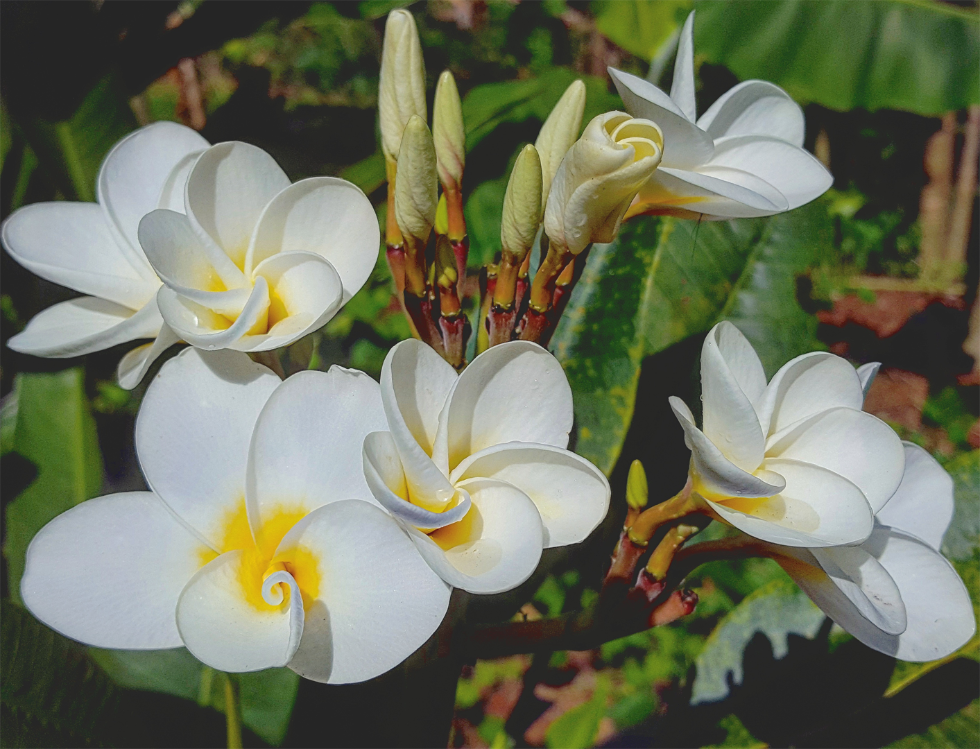 White tropical flower